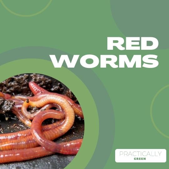 red worms